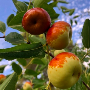 Cây giống hồng táo Chico quả to dẹt giống chuẩn