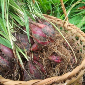 1kg củ giống dược liệu Sâm Đại Hành (tỏi đỏ) - dùng làm thuốc bổ huyết, giúp tiêu hóa, hỗ trợ điều trị ho viêm phế quản