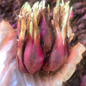 1kg củ giống dược liệu Sâm Đại Hành (tỏi đỏ) - dùng làm thuốc bổ huyết, giúp tiêu hóa, hỗ trợ điều trị ho viêm phế quản
