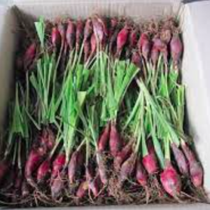 Combo 10 củ giống dược liệu Sâm Đại Hành - dùng làm thuốc bổ huyết, giúp tiêu hóa, hỗ trợ điều trị ho viêm phế quản