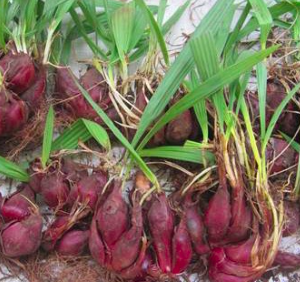 Combo 10 củ giống dược liệu Sâm Đại Hành - dùng làm thuốc bổ huyết, giúp tiêu hóa, hỗ trợ điều trị ho viêm phế quản