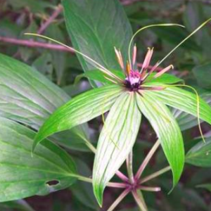 Củ giống cây dược liệu Thất Diệp Nhất Chi Hoa công dụng thanh nhiệt giải độc, chữa côn trùng cắn