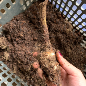 Củ giống cây dược liệu Thất Diệp Nhất Chi Hoa công dụng thanh nhiệt giải độc, chữa côn trùng cắn