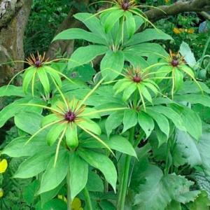 Củ giống cây dược liệu Thất Diệp Nhất Chi Hoa công dụng thanh nhiệt giải độc, chữa côn trùng cắn