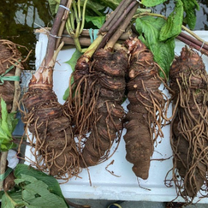 Củ giống cây dược liệu Thất Diệp Nhất Chi Hoa công dụng thanh nhiệt giải độc, chữa côn trùng cắn