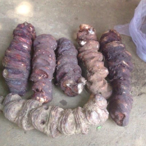 Củ giống cây dược liệu Thất Diệp Nhất Chi Hoa công dụng thanh nhiệt giải độc, chữa côn trùng cắn