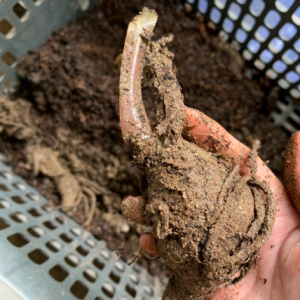 Củ giống cây dược liệu Thất Diệp Nhất Chi Hoa công dụng thanh nhiệt giải độc, chữa côn trùng cắn