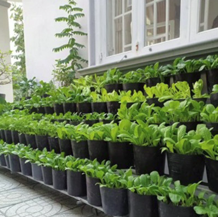 Combo 50 chậu đen nhựa size C5