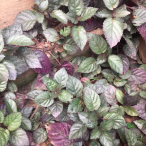 Cây trà Ô Long - Camellia sinensis