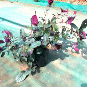 Cây trà Ô Long - Camellia sinensis