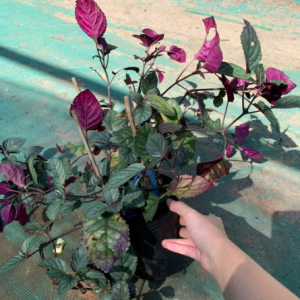 Cây trà Ô Long - Camellia sinensis