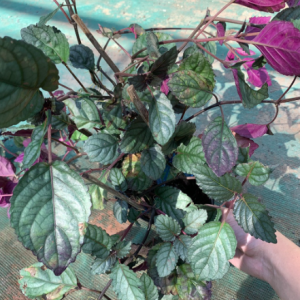 Cây trà Ô Long - Camellia sinensis