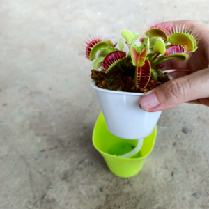 Chậu cây bẫy kẹp tự tưới để bàn