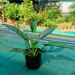 Cây trầu bà đế vương xanh - Philodendron Imperial Green