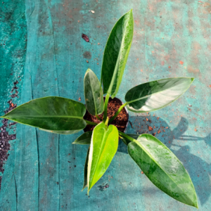 Cây trầu bà đế vương xanh - Philodendron Imperial Green