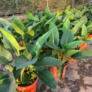 Cây trầu bà đế vương xanh - Philodendron Imperial Green