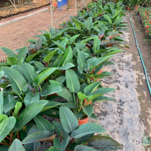 Cây trầu bà đế vương xanh - Philodendron Imperial Green