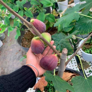 Cây đang trái - Sung Mỹ Black Genoa Fig Tree - quả có màu xanh đậm và tím đỏ khi chín ruột đỏ hồng nặng từ 70 - 80gram/ quả