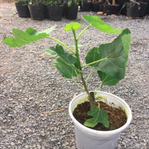 Cây đang trái - Sung Mỹ Black Genoa Fig Tree - quả có màu xanh đậm và tím đỏ khi chín ruột đỏ hồng nặng từ 70 - 80gram/ quả