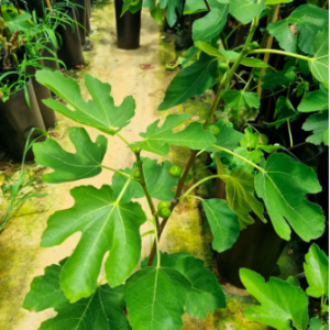 Cây đang trái - Sung Mỹ Black Genoa Fig Tree - quả có màu xanh đậm và tím đỏ khi chín ruột đỏ hồng nặng từ 70 - 80gram/ quả