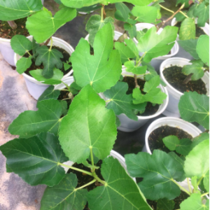 Cây đang trái - Sung Mỹ Black Genoa Fig Tree - quả có màu xanh đậm và tím đỏ khi chín ruột đỏ hồng nặng từ 70 - 80gram/ quả