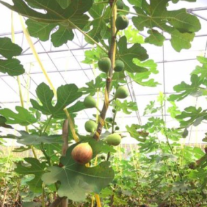 Cây đang trái - Sung Mỹ Black Genoa Fig Tree - quả có màu xanh đậm và tím đỏ khi chín ruột đỏ hồng nặng từ 70 - 80gram/ quả