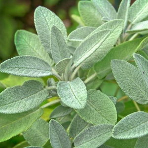 Cây Xô Thơm lá xanh - Culinary Sage - cây giống gia vị Âu