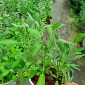 Cây Xô Thơm lá xanh - Culinary Sage - cây giống gia vị Âu