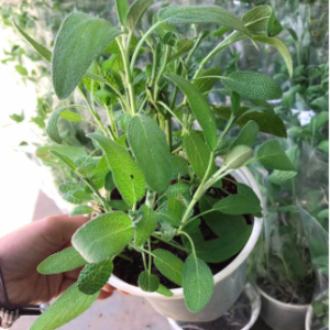 Cây Xô Thơm lá xanh - Culinary Sage - cây giống gia vị Âu