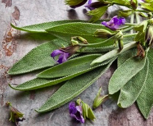 Cây Xô Thơm lá xanh - Culinary Sage - cây giống gia vị Âu