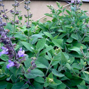 Cây Xô Thơm lá xanh - Culinary Sage - cây giống gia vị Âu