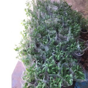 Cây Xô Thơm lá xanh - Culinary Sage - cây giống gia vị Âu