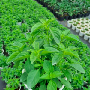 Chậu cây giống rau é trắng miền Trung