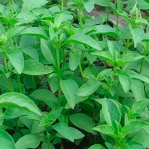 Chậu cây giống rau é trắng miền Trung