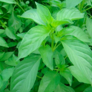 Chậu cây giống rau é trắng miền Trung