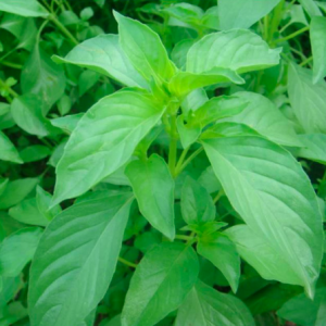 Chậu cây giống rau é trắng miền Trung