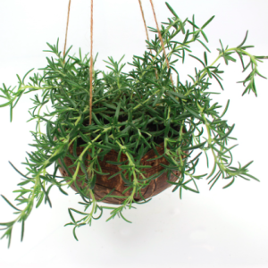 Cây giống hương thảo rũ Hàn Quốc siêu thơm - Rosmarinus Officinalis ‘Prostratus’