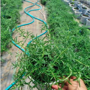Cây giống hương thảo rũ Hàn Quốc siêu thơm - Rosmarinus Officinalis ‘Prostratus’