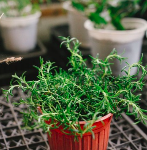 Cây giống hương thảo rũ Hàn Quốc siêu thơm - Rosmarinus Officinalis ‘Prostratus’