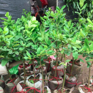 Cây chanh vàng Mỹ thân gỗ trồng chậu trưởng thành dáng tree rất đẹp