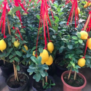 Cây chanh vàng Mỹ thân gỗ trồng chậu trưởng thành dáng tree rất đẹp