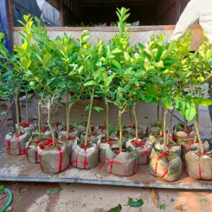 Cây chanh vàng Mỹ thân gỗ trồng chậu trưởng thành dáng tree rất đẹp