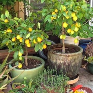 Cây chanh vàng Mỹ thân gỗ trồng chậu trưởng thành dáng tree rất đẹp