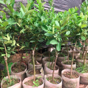 Cây chanh vàng Mỹ thân gỗ trồng chậu trưởng thành dáng tree rất đẹp