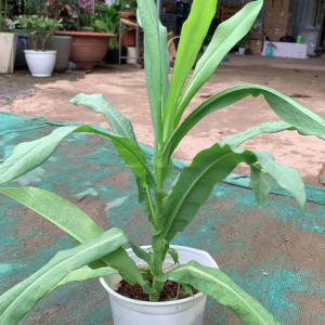 Cây giống bồ công anh Việt Nam loại có dược tính cao - Cây mũi mác, rau bồ cóc, cây diếp hoang