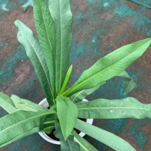 Cây giống bồ công anh Việt Nam loại có dược tính cao - Cây mũi mác, rau bồ cóc, cây diếp hoang