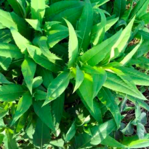 Cây giống bồ công anh Việt Nam loại có dược tính cao - Cây mũi mác, rau bồ cóc, cây diếp hoang