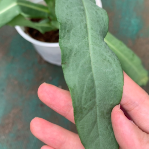 Cây giống bồ công anh Việt Nam loại có dược tính cao - Cây mũi mác, rau bồ cóc, cây diếp hoang