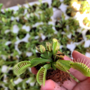 Chậu cây bẫy kẹp bắt mồi - Venus Flytrap - Cây giống