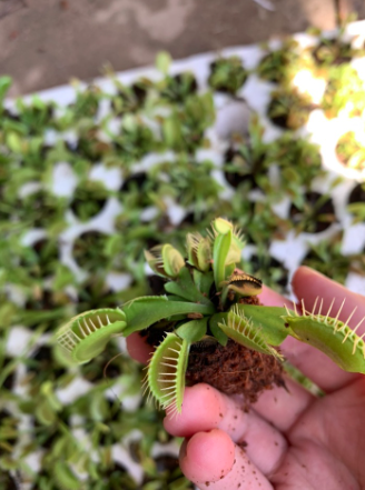Chậu cây bẫy kẹp bắt mồi - Venus Flytrap - Cây giống